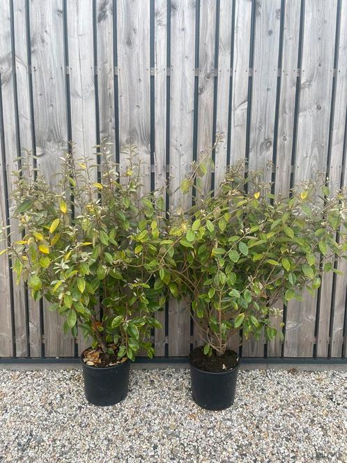 Olijfwilg Elaeagnus leverbaar tot 175 cm. Prijs vanaf 15,-., Tuin en Terras, Planten | Struiken en Hagen, Struik, Overige soorten