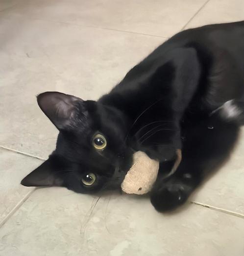 Zeer lieve kater 11 mnd(gesteril/gecastreerd, chip, vaccin, Dieren en Toebehoren, Katten en Kittens | Overige Katten, Kortharig