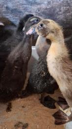 Jonge loopeenden, Dieren en Toebehoren, Pluimvee, Geslacht onbekend, Eend