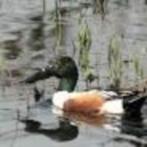Slobeenden, Dieren en Toebehoren, Meerdere dieren, Eend