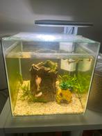 Superfish Aqua Qube 30, Ophalen, Zo goed als nieuw, Gevuld zoetwateraquarium