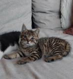 Twee lieve poesjes boerderijkittens zwart wit bruin gestreep, Dieren en Toebehoren, Poes