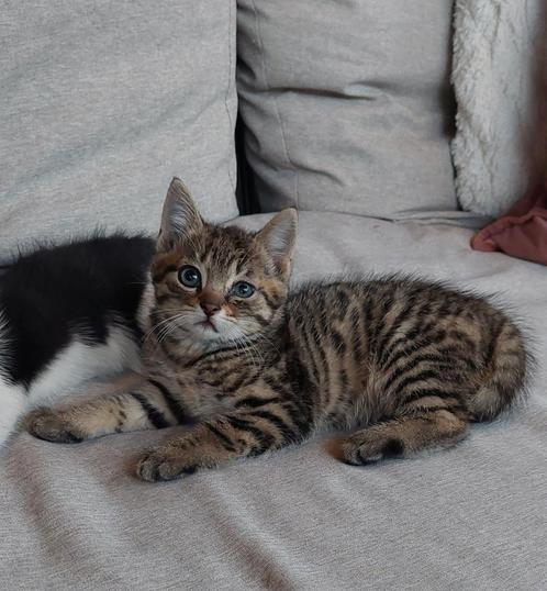 Twee lieve poesjes boerderijkittens zwart wit bruin gestreep, Dieren en Toebehoren, Katten en Kittens | Overige Katten, Poes