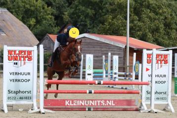 Brave D-pony, merrie 18jr. beschikbaar voor biedingen