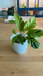 Calathea Yellow Fusion, Ophalen of Verzenden, Overige soorten, Minder dan 100 cm