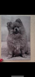 Twee pomeriaan te koop, Dieren en Toebehoren, Honden | Poolhonden, Keeshonden en Oertypen, Keeshond, 1 tot 2 jaar, Meerdere, Nederland