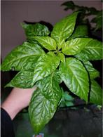 Carolina Reaper peperzaden / Carolina Reaper planten te koop, Ophalen of Verzenden, Gehele jaar, Volle zon, Zaad