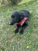 Fiona – een lief, zacht en vrolijk meisje, Dieren en Toebehoren, Honden | Niet-rashonden, Particulier, Rabiës (hondsdolheid), 15 weken tot 1 jaar