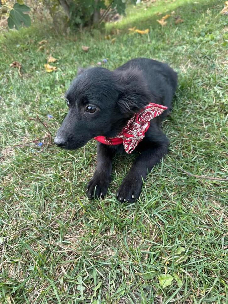 Fiona – een lief, zacht en vrolijk meisje, Dieren en Toebehoren, Honden | Niet-rashonden, Middel, Teef, Particulier, Eén hond