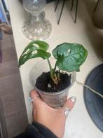 Monstera adonsonii monkey mask plantje, Ophalen of Verzenden, Halfschaduw, Minder dan 100 cm