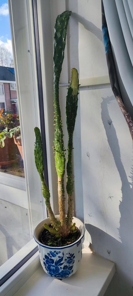 Cowboycactus zonder pot, plm 80 cm hoog, Huis en Inrichting, Kamerplanten, Cactus, Minder dan 100 cm, Groene kamerplant, Volle zon