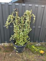Hedera helix 'Goldchild' - Geelbonte Klimop, Ophalen, Vaste plant, Bloeit niet, Halfschaduw