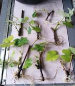 Druivenplant / stekjes, Minder dan 100 cm, Overige soorten, Ophalen of Verzenden, Halfschaduw