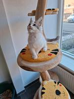 Maine coon kitten met stamboom, Dieren en Toebehoren, Katten en Kittens | Raskatten | Langhaar, Poes, Gechipt