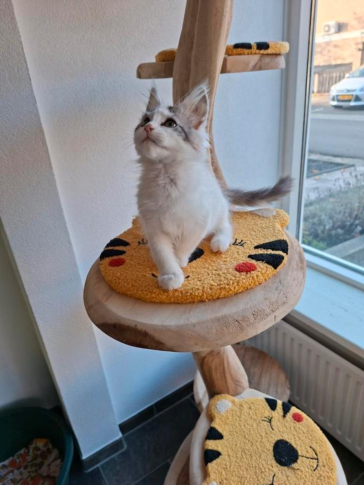 Maine coon kitten met stamboom, Dieren en Toebehoren, Katten en Kittens | Raskatten | Langhaar, Poes, Met stamboom, Gechipt, Ontwormd