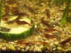 Vuurgarnalen te koop 0.50 euro p/st, Dieren en Toebehoren, Vissen | Aquariumvissen, Kreeft, Krab of Garnaal