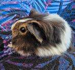 Schattig zeugje van 16 juni, Dieren en Toebehoren, Knaagdieren, Cavia, Juni, Vrouwelijk, Tam
