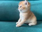 Te koop raszuivere Britse korthaar kittens, Dieren en Toebehoren, Meerdere dieren, Gechipt, 0 tot 2 jaar