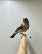 Koppel edelzangers, 2024, geringd met DNA, Dieren en Toebehoren, Meerdere dieren, Tropenvogel, Geringd