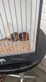 Te koop nog enkele agaat kanaries 2025, Meerdere dieren, Kleurkanarie