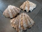 3 grote hippopus hippopus schelpen 24cm /21cm /20cm, Ophalen, Schelp(en)