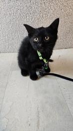 Kittens british  korthaar katers 9 weken oud, Kater, Gechipt, 0 tot 2 jaar