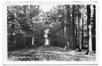 Ulvenhout Bos Dreef Oude Gelopen Ansichtkaart ( B1001 ), Verzamelen, Ansichtkaarten | Nederland, Ophalen of Verzenden, 1940 tot 1960