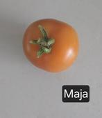 Tomaat Maja zaden BIO 10x, Ophalen of Verzenden, Voorjaar, Volle zon, Zaad