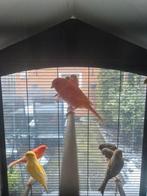 Kanarie, Dieren en Toebehoren, Meerdere dieren, Kleurkanarie