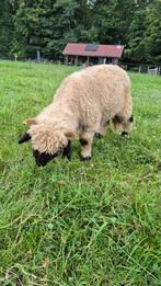 Jip, de liefste Walliser Schwarznase, Dieren en Toebehoren, Schapen, Geiten en Varkens, Mannelijk, Schaap