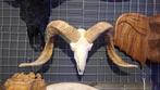 Buffelkop - Longhoorns - Ram schedel - Dieren schedels, Kouwehoek 1b, Cave & Garden, Nieuw, Ophalen of Verzenden
