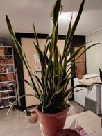 Sanseveria, Ophalen, Halfschaduw, Minder dan 100 cm