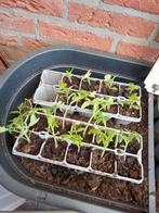 Tomaten stekjes, Ophalen, Minder dan 100 cm, Overige soorten, Zomer