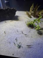 Garnalen wild kleur, Dieren en Toebehoren, Vissen | Aquariumvissen, Kreeft, Krab of Garnaal