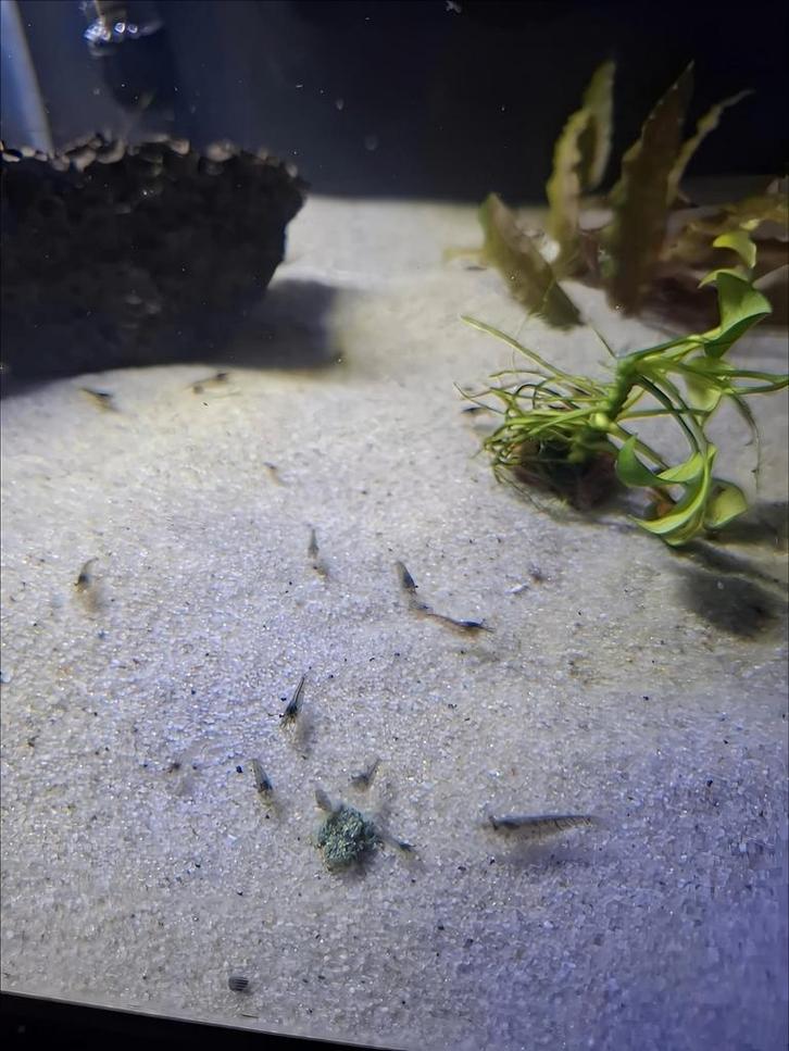 Garnalen wild kleur, Dieren en Toebehoren, Vissen | Aquariumvissen, Kreeft, Krab of Garnaal