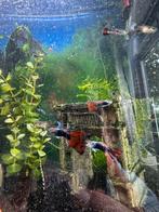 Guppies te koop, Dieren en Toebehoren, Vis