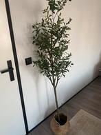 Kunst olijfboom met pot, Ophalen, Zo goed als nieuw