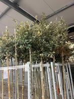 steeneik Quercus ilex  jong boompjes , koopje op=op, Overige soorten, Minder dan 100 cm, Ophalen, Volle zon