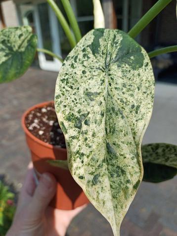 Knollen Alocasia dragon scale mint variegata  beschikbaar voor biedingen