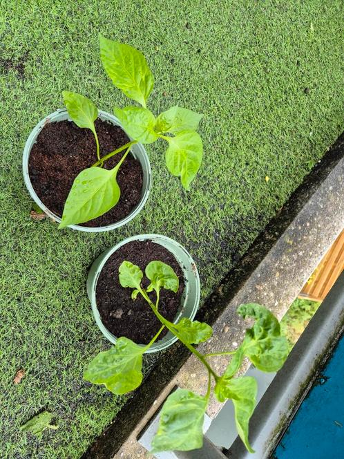 Tomaten / paprika / chilipeper / aubergine plantjes, Tuin en Terras, Planten | Fruitbomen, Overige soorten, Minder dan 100 cm