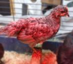 Silverrudds Blå Haantjes Kleurleggers, Dieren en Toebehoren, Pluimvee, Mannelijk, Kip