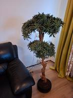 Mooie Bonsai Plant., Ophalen, Zo goed als nieuw