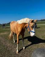 Hele lieve pony Daantje, Dieren en Toebehoren, Pony's, Merrie, Met stamboom, Zadelmak, 3 tot 6 jaar