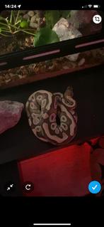 Lesser Balpython/Koningspython man., Dieren en Toebehoren, Slang, 0 tot 2 jaar