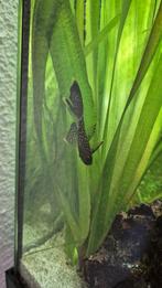 Algeneter Ancistrus wildkleur aquarium vis, Vis