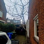 Brown turkey vijgenboom die veel vijgen geeft, Overige soorten, 250 tot 400 cm, Zomer, Ophalen