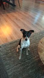 Pepper 6 maanden, Dieren en Toebehoren, Rabiës (hondsdolheid), 15 weken tot 1 jaar, Overige rassen, Teef