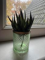 Leuk vaasje met nepplant, Ophalen of Verzenden, Nieuw, Binnen