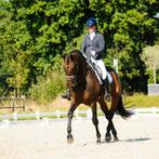 Unieke kans, Dieren en Toebehoren, Ruin, Recreatiepaard