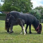 Merrieveulen & hengstveulen 5 maanden oud, Dieren en Toebehoren, Hengst, A pony (tot 1.17m), Gechipt, 0 tot 2 jaar